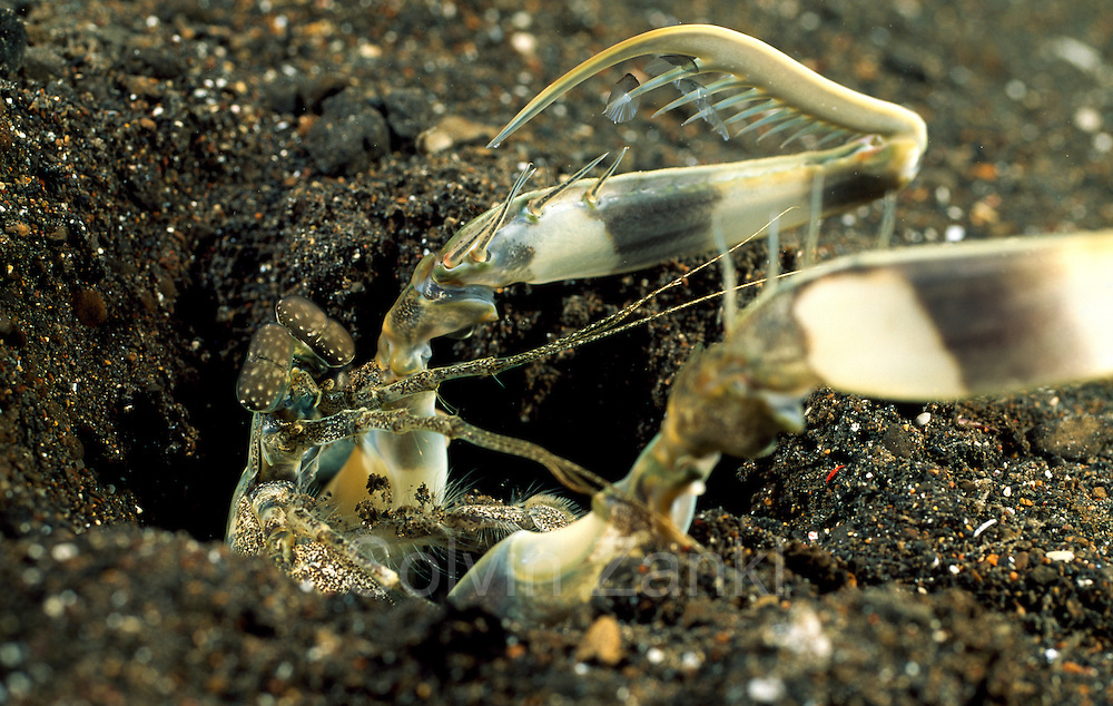mantis shrimp Tetiaroa Society